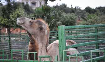 Cammelli, cervi e una casa isolata: a Modugno c'� un misterioso ''zoo''
